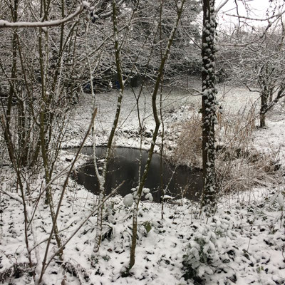 Teich im verschneiten Garten hinterm Friedhof (Dagmar Schülke)