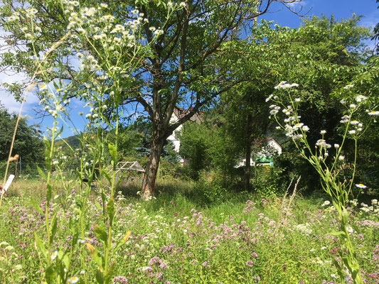 Ein  Sommer später wachsen  Oregano und Feinstrahl (Dagmar Schülke)