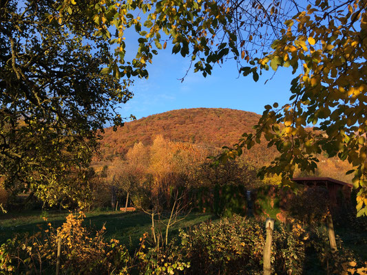 Der Blick durch Herbstlaub vom Augustenbühl auf den Ölberg (Dagmar Schülke)