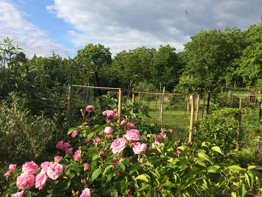 Blühende Pracht Am Rebgarten (Dagmar Schülke)