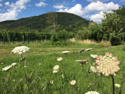 Blick auf den Ölberg in Dossenheim (Dagmar Schülke)