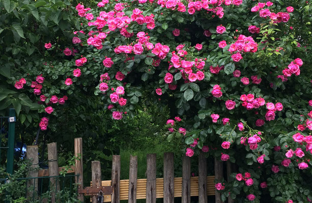 Rankende Rose: Einladung in den Garten (Dagmar Schülke)