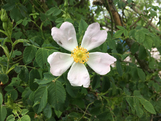 Wilde Hecken (Dagmar Schülke)