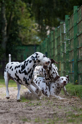 Rosalie und ihre Bande 