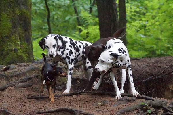 Rosalie und Shadow