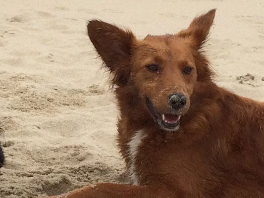 Mokusch im Sandfieber