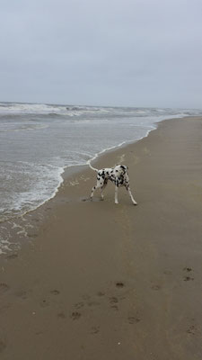 Rosalie der Nordsee-schreck