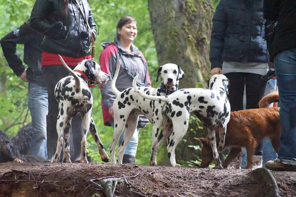 Rosalie mit Shadow und Spike