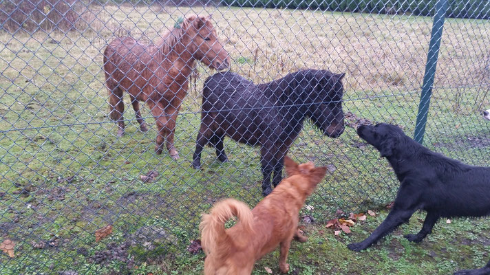 Mokusch,Heidi,Rosa und die Ponys