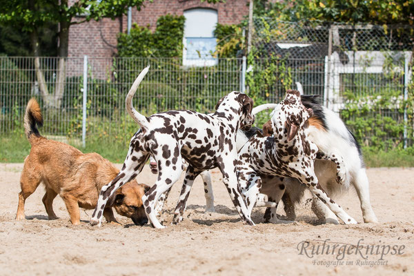 Lulu,mhysa, Bruno beim welpentreffen