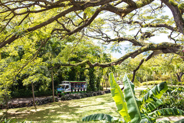 Excursión con autobús del The St Kitts Scenic Railways © Courtesy of St. Kitts Tourism Authority. Unauthorized use not permitted.