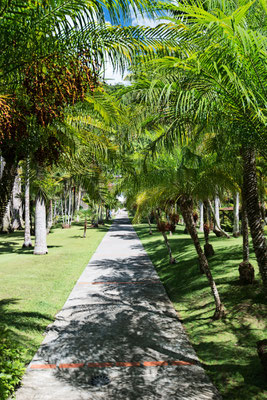 Jardin de Balata FDF© D. Giral, Comité Martiniquais du Tourisme CMT  