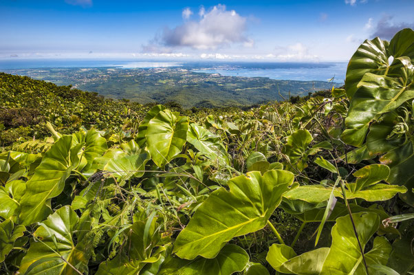 Trace Merwart no Parque Nacional de Guadalupe © Aurélien Brusini, 2012, Comité du Tourisme des Îles de la Guadeloupe CTIG