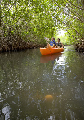 A travers des forêts de mangroves  d'Antigua © The Antigua and Barbuda Tourism Authority 