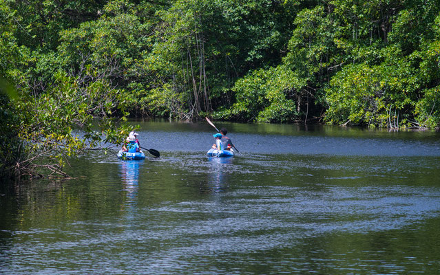 Excursion en canoë dans les  mangroves © Guillaume Aricique  2017, Comité du Tourisme des Îles de la Guadeloupe CTIG 