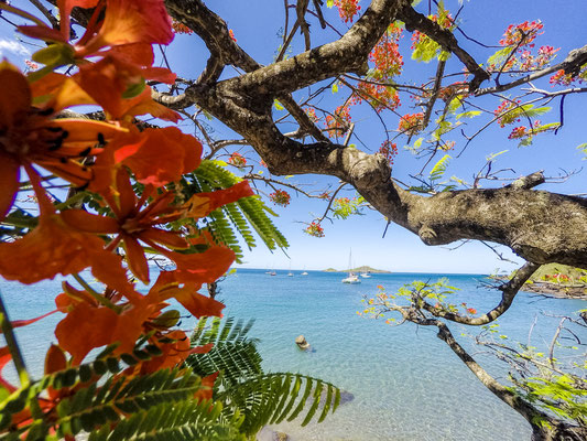 Flamboyent avec vue sur la réserve naturelle Cousteau © Guillaume Aricique, 2015, Comité de Tourisme des Îles de la Guadeloupe CTIG 