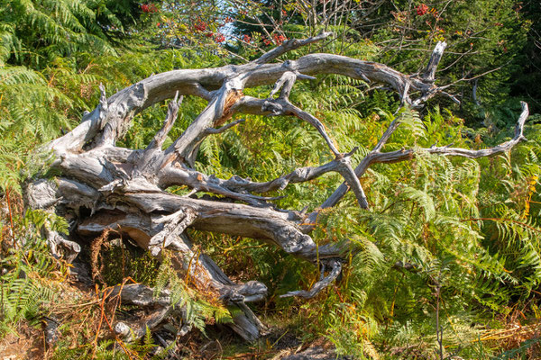 Entwurzelter Baum