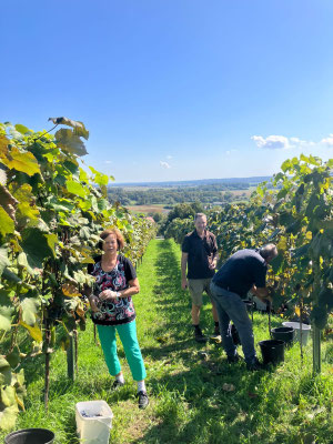 Direktträgerreben Wein  Uhudler Frizzante  Uhudler Rot  Uhudler Traubensaft  Uhudler Marmelade  Familienweingut Südburgenland  Uhudler kaufen  Uhudler online kaufen  Uhudler Südburgenland  Uhudler Wein  echter Uhudler  Uhudler Shop