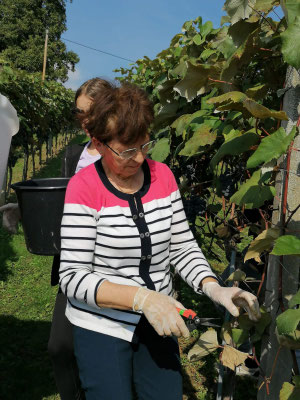 Direktträgerreben Wein  Uhudler Frizzante  Uhudler Rot  Uhudler Traubensaft  Uhudler Marmelade  Familienweingut Südburgenland  Uhudler kaufen  Uhudler online kaufen  Uhudler Südburgenland  Uhudler Wein  echter Uhudler  Uhudler Shop