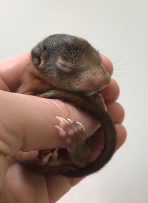 Eichhörnchenbaby hält sich an den Fingern der Pflegemutter fest