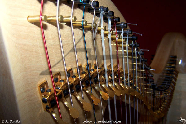 Harp 36 strings in wood of maple, soundboard of european spruce