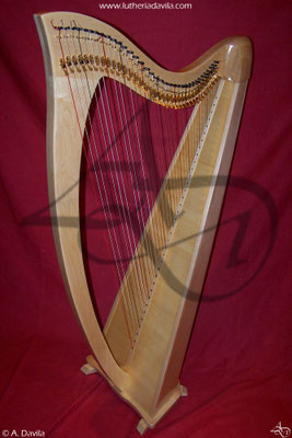 Harp 36 strings in wood of maple, soundboard of european spruce