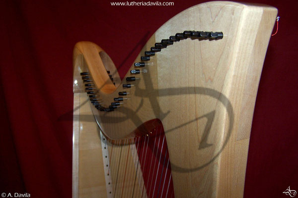 Harp 36 strings in wood of maple, soundboard of european spruce