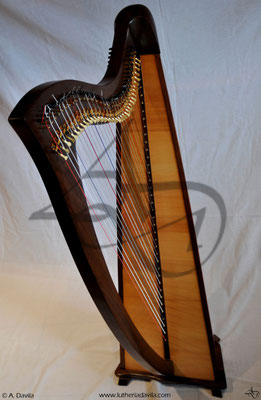 Harp 36 strings in wood of black walnut, soundboard of european spruce