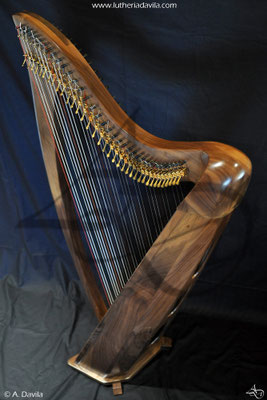 Harp 36 strings in wood of black walnut, soundboard of european spruce