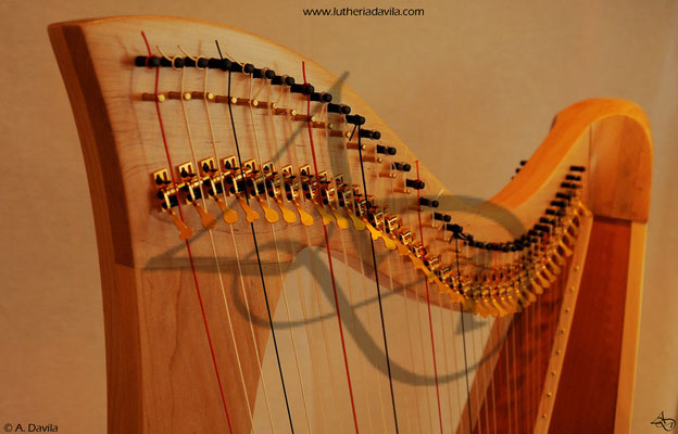 Harp 36 strings in wood of maple, soundboard of western red cedar