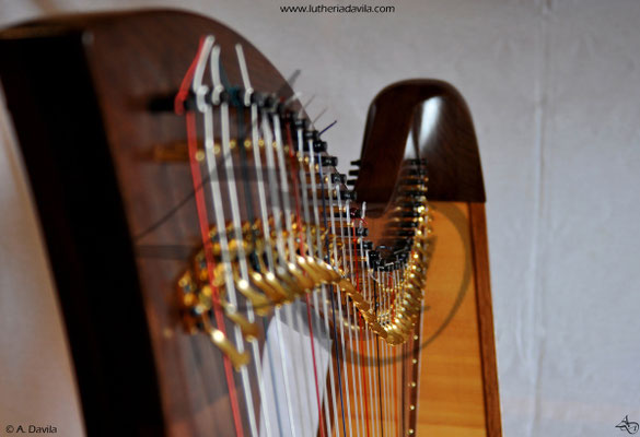 Harp 36 strings in wood of black walnut, soundboard of european spruce