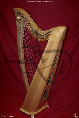 Harp 36 strings in wood of maple, soundboard of european spruce