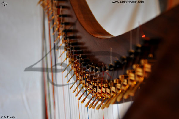 Arpa 36 cuerdas madera de nogal americano y tapa armónica de abeto