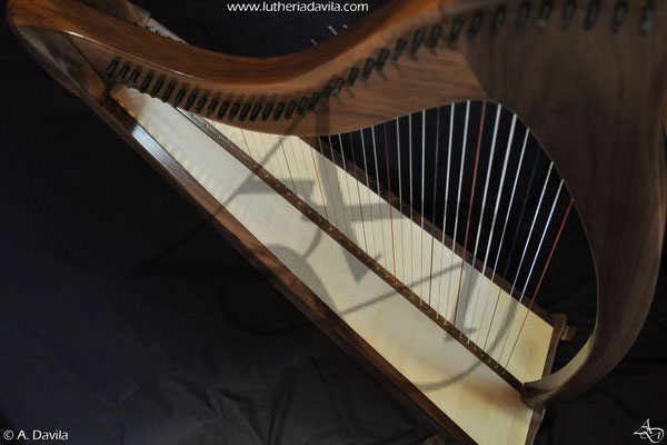 Harp 36 strings in wood of black walnut, soundboard of european spruce