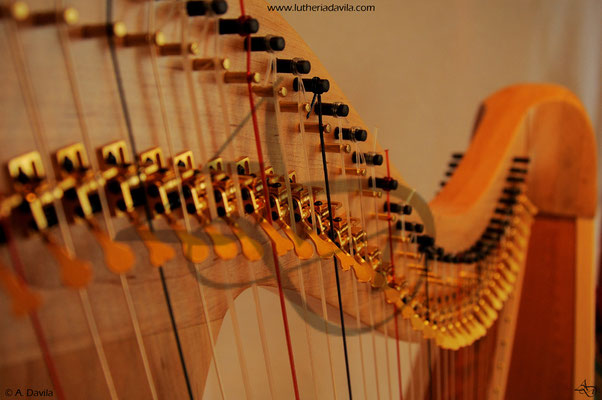 Harp 36 strings in wood of maple, soundboard of western red cedar