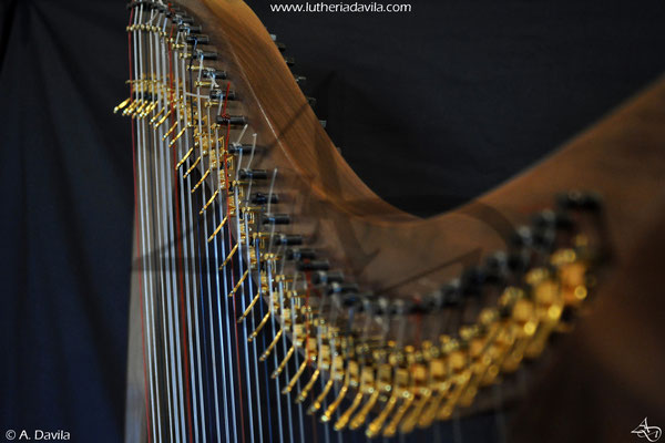 Harp 36 strings in wood of black walnut, soundboard of european spruce