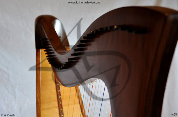 Harp 36 strings in wood of black walnut, soundboard of european spruce