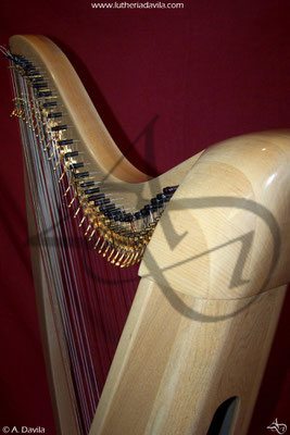 Harp 36 strings in wood of maple, soundboard of european spruce