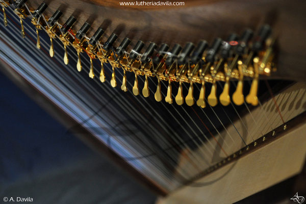 Harp 36 strings in wood of black walnut, soundboard of european spruce