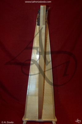 Harp 36 strings in wood of maple, soundboard of european spruce