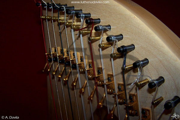 Harp 36 strings in wood of maple, soundboard of european spruce