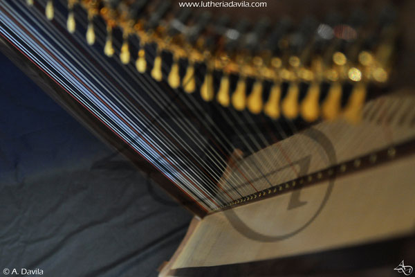 Harp 36 strings in wood of black walnut, soundboard of european spruce