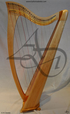 Harp 36 strings in wood of maple, soundboard of western red cedar