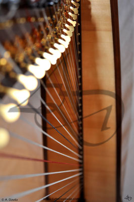 Harp 36 strings in wood of black walnut, soundboard of european spruce