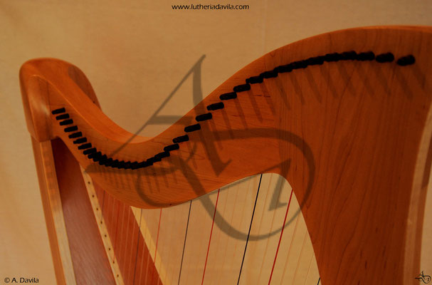 Harp 36 strings in wood of maple, soundboard of western red cedar