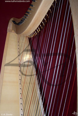 Harp 36 strings in wood of maple, soundboard of european spruce