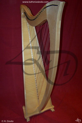 Harp 36 strings in wood of maple, soundboard of european spruce