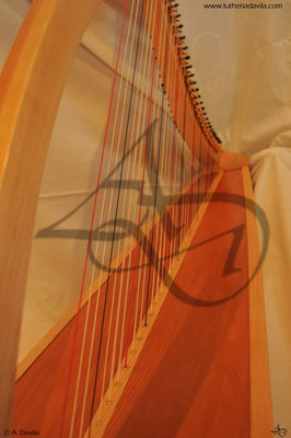 Harp 36 strings in wood of maple, soundboard of western red cedar