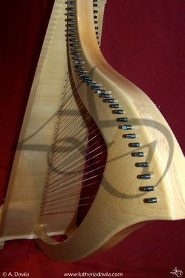 Harp 36 strings in wood of maple, soundboard of european spruce