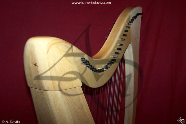 Harp 36 strings in wood of maple, soundboard of european spruce